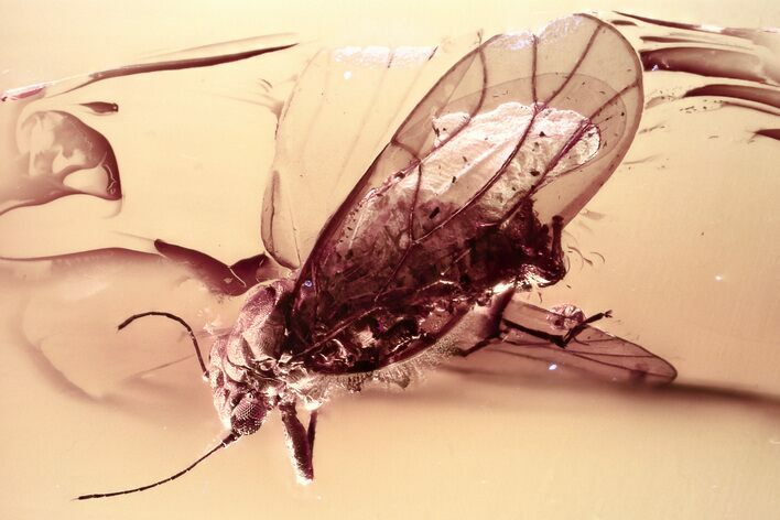 Detailed Fossil Jumping Plant Lice (Psyllidae) in Baltic Amber #362665